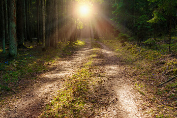 Bright sunrays lighting through spruce trees to sandy forest pathway at sunny day. Nature and landscapes.