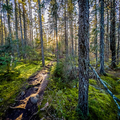 footpath in the woods