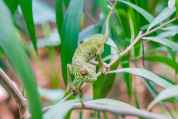 Chameleon on a branch hiding in leaves. Chameleo on Zanzibar