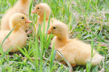 The yellow ducklings in the grass.