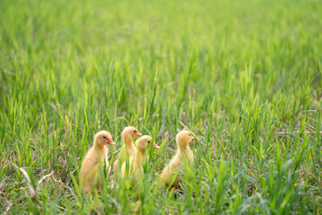 The yellow ducklings in the grass.