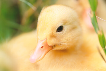 The yellow ducklings in the grass.