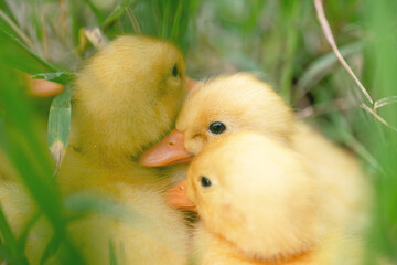 The yellow ducklings in the grass.