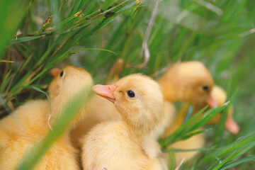 The yellow ducklings in the grass.