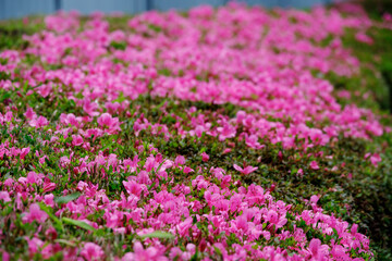 ツツジのカーペット