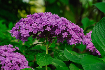 紫のアジサイが満開