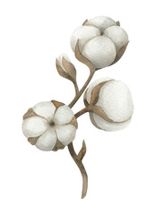 Watercolor illustration of a cotton twig . Delicate brown stem with dried flower boxes. Boho clipart of a withered plant isolated on a white background. Handpainted Botany