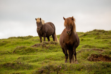 Naklejka na ściany i meble Two Icelandic horses standing around in a green field in Iceland.
