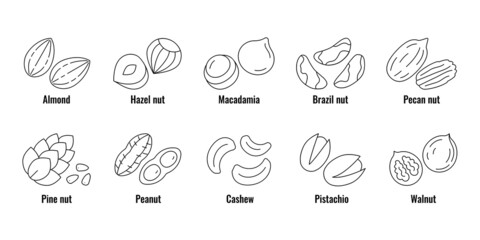 Nuts icon set. Vector linear icons of nuts isolated on white background. Almond, cashew,hazelnut,macadamia,peanut, pistachio, walnut, brazil nut, pine nut, pecan nut collection.