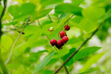 ジューンベリー