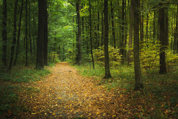 Fototapeta na wymiar Leaves on a path through an atmospheric forest