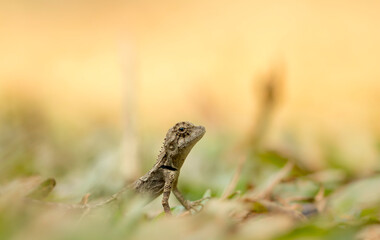 lizard on the rock