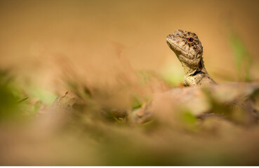 lizard on the grass