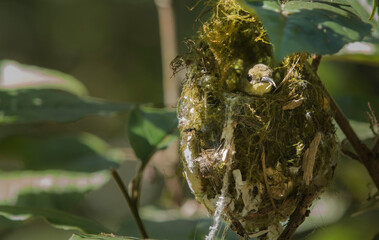 bird in a nest