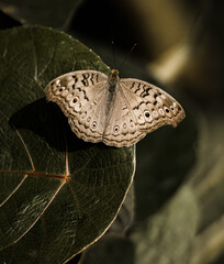 butterfly on leaf
