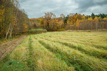 Meadow in front of the forest on an autumn cloudy day