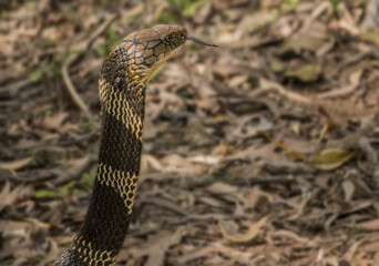 a king cobra