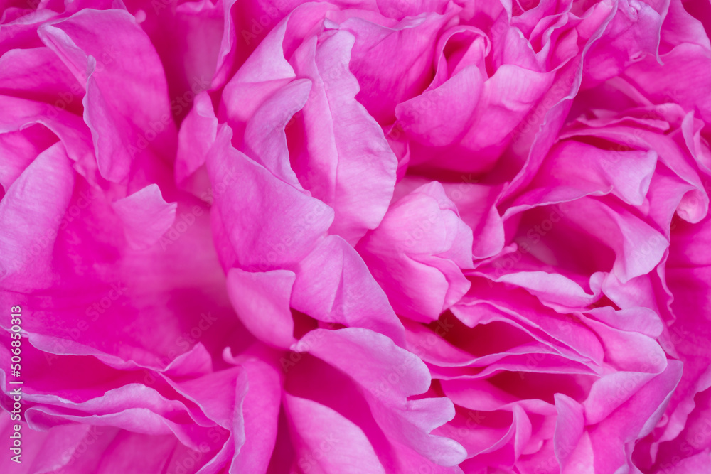 Wall mural petals of pink peony blossom