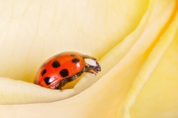red ladybird sitting on petal of yellow rose