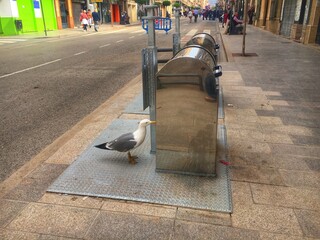 seagull on the street