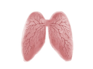 hand drawn illustration of human Lungs isolated on a white backgrounds, anatomy sketches,