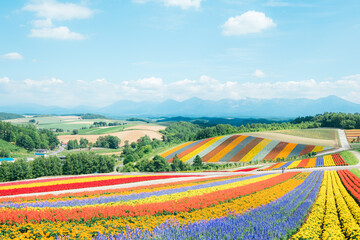 Flower field of Biei, Hokkaido, Japan. - obrazy, fototapety, plakaty