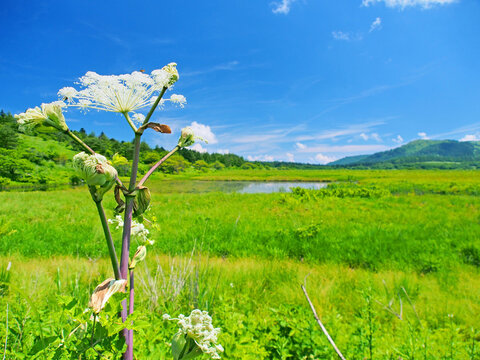 日本固有種images Browse 623 Stock Photos Vectors And Video Adobe Stock 日本固有種images Browse 623 Stock Photos Vectors And Video Adobe Stock