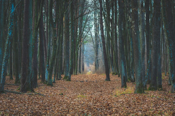 Avenue with leaves in a moody forest