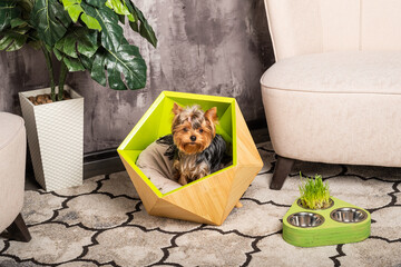 Beautiful Yorkshire Terrier Dog sitting in his cozy green bed.