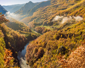 Mountain river Tara and forest in Montenegro. Travel around Montenegro concept