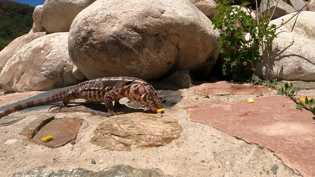 Red Tegu Lizard eating fruit on the rocky surface. beautiful large lizard at Salvator rufescens. close up shot