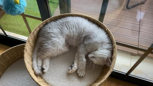 British breed kittens enjoy of relax environment