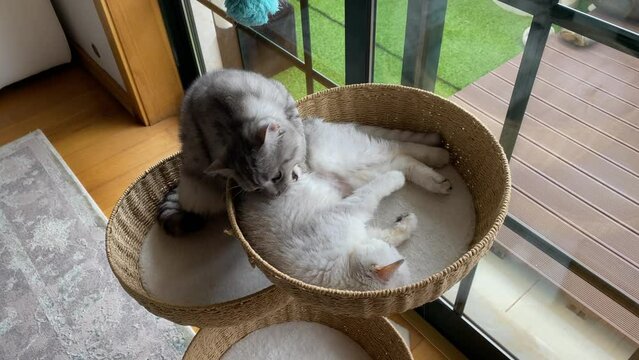 British breed kittens playing together in happy home with energy