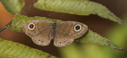 butterfly on leaf