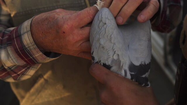 Close up of two people's hands holding a pigeon and tying a hood over its head, one wears a vest and flannel shirt