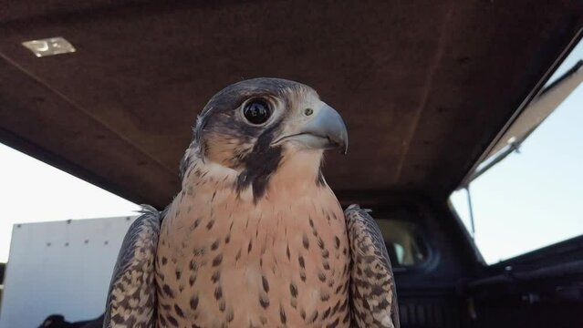 Close Up Of Falcon's Face Looking Around In The Back Of A Car