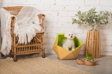 A cute little bichon frize dog sitting in his cozy green bed.