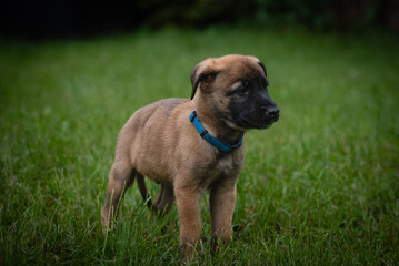 Brown dog puppy with blue collar standing in a green meadow. Belgian Shepherd, Malinois. 7 weeks old.
