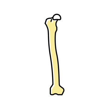 femur bone color icon vector illustration