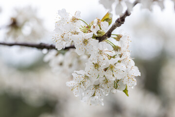 White cherry blossoms in spring sun. Selective focus of Beautiful cherry blossom. Beautiful cherry blossom background..