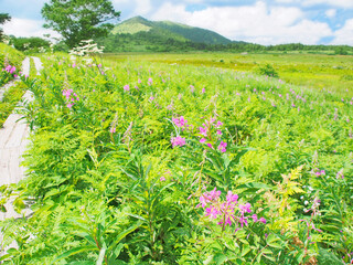 湿原に咲くヤナギランの花(霧ヶ峰)