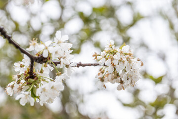 White cherry blossoms in spring sun. Selective focus of Beautiful cherry blossom. Beautiful cherry blossom background..