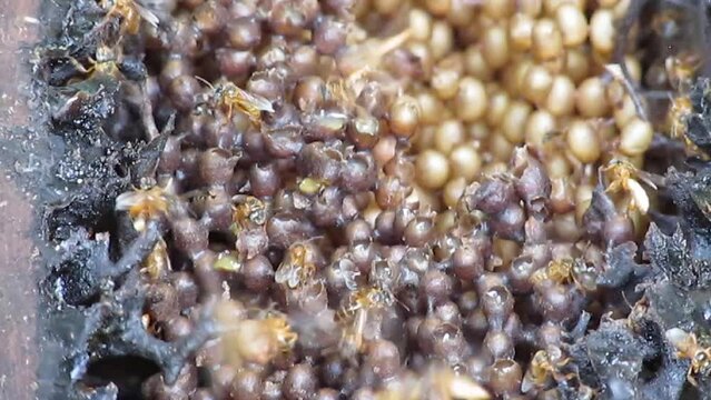 Nest of the yellow marmalade bee, we see the eggs and all the structural basis of the nest in standardized box