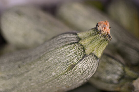 Zapallito verde, calabacin