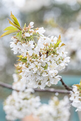 Spring flowers. White primrose or primula flowers in a garden