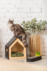 The cat of the Meikun breed is sitting on his pet house with a bowl of food nearby.