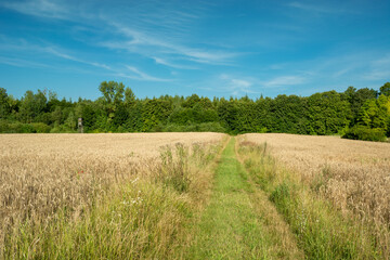 Grassy path to the forest between fields with cereals