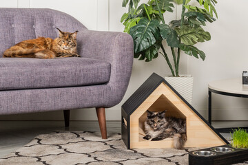 Two Meikun cats and a pet house in the room.