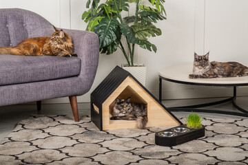 Two Meikun cats and a pet house in the room.