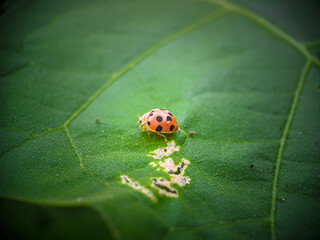 ladybug on leaf